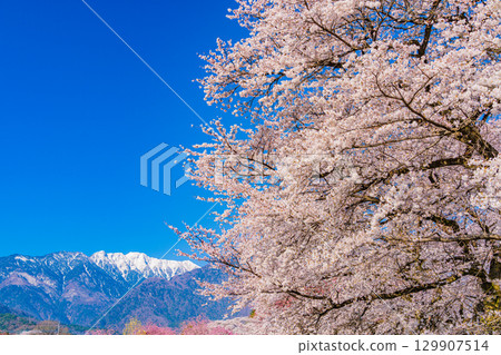 【山梨縣】以南阿爾卑斯山為背景的真原櫻花樹 129907514
