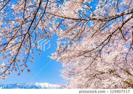 【山梨縣】以南阿爾卑斯山為背景的真原櫻花樹 129907517