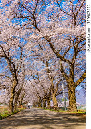 【山梨縣】以南阿爾卑斯山為背景的真原櫻花樹 129907521