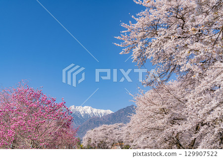 【山梨縣】以南阿爾卑斯山為背景的真原櫻花樹 129907522