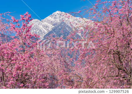 [Yamanashi Prefecture] Sanehara cherry blossom trees with the Southern Alps in the background 129907526