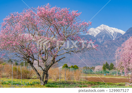 【山梨縣】以南阿爾卑斯山為背景的真原櫻花樹 129907527