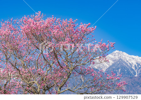 [Yamanashi Prefecture] Sanehara cherry blossom trees with the Southern Alps in the background 129907529