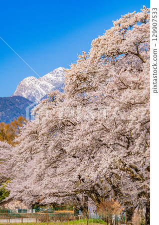 【山梨縣】以南阿爾卑斯山為背景的真原櫻花樹 129907533