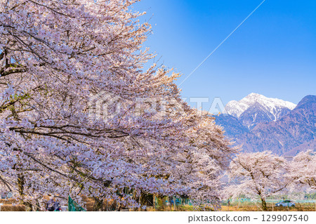 【山梨縣】以南阿爾卑斯山為背景的真原櫻花樹 129907540