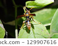 A paper wasp resting on a leaf. 129907616