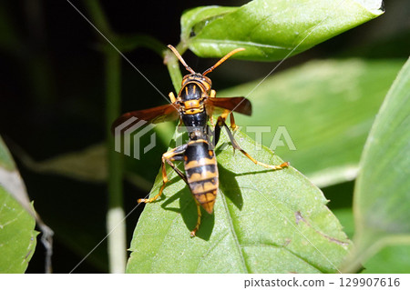 A paper wasp resting on a leaf. A paper wasp resting on a leaf. 129907616