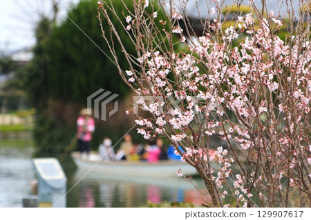 Plum blossoms blooming by the river Plum blossoms blooming by the river 129907617