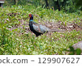 A male pheasant in the grass. 129907627