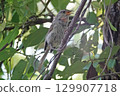 A Japanese bush warbler perched on a branch and singing. 129907718