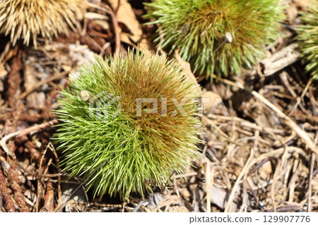 落到地上的栗子 129907776