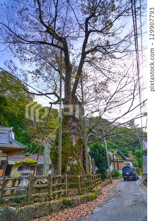 秋天的山梨縣北杜市須玉町根古屋神社的大櫸樹 秋天的山梨縣北杜市須玉町根古屋神社的大櫸樹 129907793