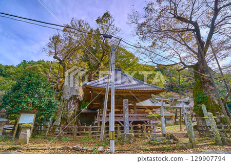 秋季在山梨縣北杜市鬚田町的根古屋神社觀賞大櫸樹(野櫸樹和野櫸樹) 秋季在山梨縣北杜市鬚田町的根古屋神社觀賞大櫸樹(野櫸樹和野櫸樹) 129907794
