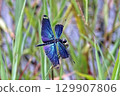 A dragonfly resting on the grass. 129907806