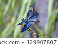 A dragonfly resting on the grass. 129907807