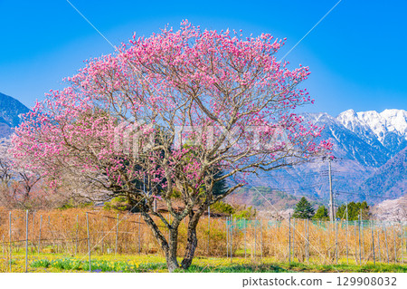 【山梨縣】以南阿爾卑斯山為背景的真原櫻花 129908032
