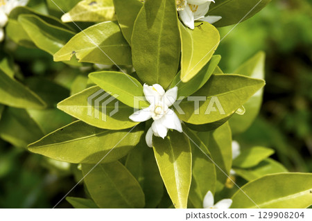 春日陽光下盛開的純白色 Shikuwasa 花 129908204