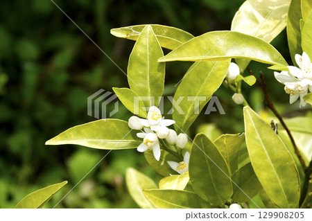 春日陽光下盛開的純白色 Shikuwasa 花 春日陽光下盛開的純白色 Shikuwasa 花 129908205