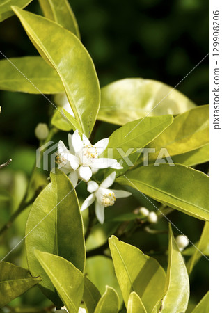 Shikuwasa flowers blooming pure white in the spring sunshine Shikuwasa flowers blooming pure white in the spring sunshine 129908206