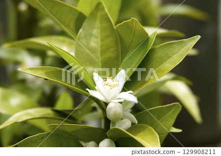 春日陽光下盛開的純白色 Shikuwasa 花 春日陽光下盛開的純白色 Shikuwasa 花 129908211