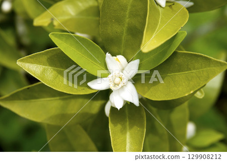 春日陽光下盛開的純白色 Shikuwasa 花 129908212