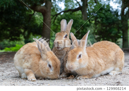 A rabbit pops out from behind A rabbit pops out from behind 129908214