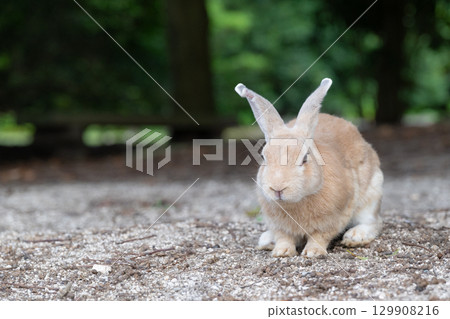 Pensive Rabbit 129908216