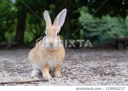 Commemorative photo of rabbits 129908217