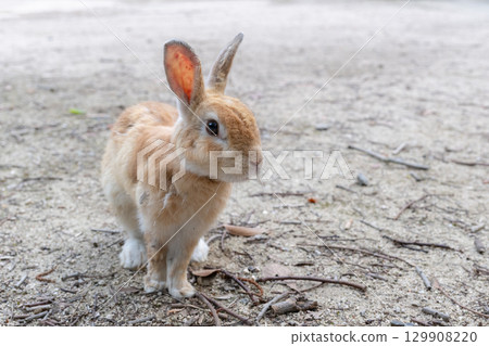 姿勢良好的兔子 129908220