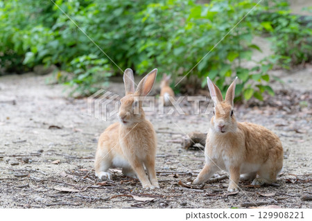 驚訝的兔兄弟 驚訝的兔兄弟 129908221