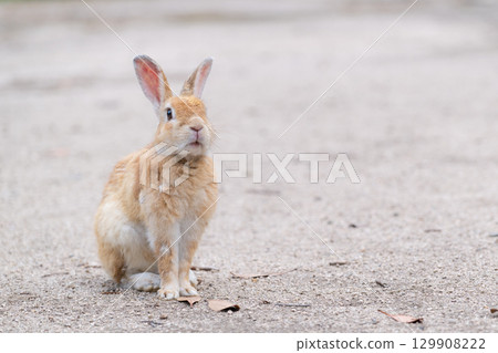 A rabbit worried about the weather 129908222