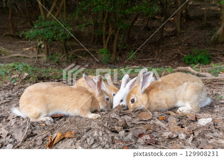 Rabbit digging a hole 129908231