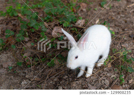 White baby rabbit on Okunoshima White baby rabbit on Okunoshima 129908235