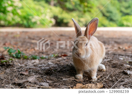 Sleepy rabbit Sleepy rabbit 129908239