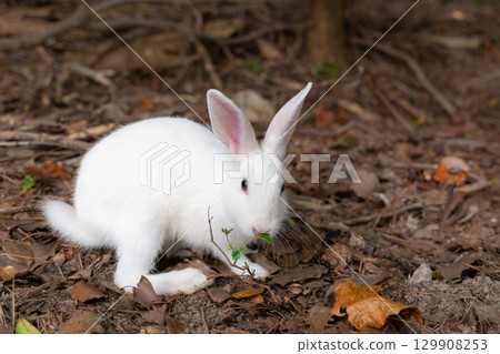 A white baby rabbit eating leaves 129908253