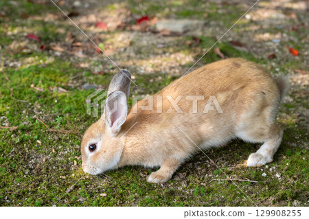 小兔子吃草 129908255