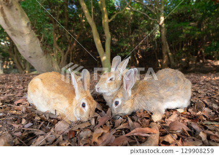 Rabbits gathering on a carpet of fallen leaves Rabbits gathering on a carpet of fallen leaves 129908259