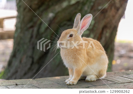 Sitting rabbit 129908262