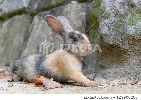 沿著石牆的兔子 129908263