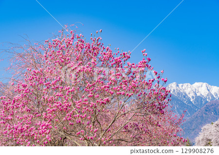 【山梨縣】以南阿爾卑斯山為背景的真原紫玉蘭和櫻花 129908276