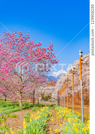 【山梨縣】以南阿爾卑斯山為背景的真原紫玉蘭和櫻花 【山梨縣】以南阿爾卑斯山為背景的真原紫玉蘭和櫻花 129908280