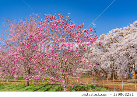 [Yamanashi Prefecture] Purple magnolias and cherry blossoms in Sanehara with the Southern Alps in the background 129908281