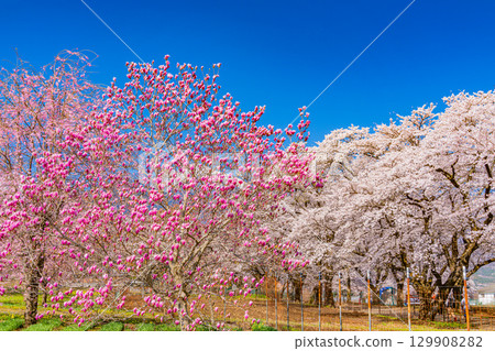 [Yamanashi Prefecture] Purple magnolias and cherry blossoms in Sanehara with the Southern Alps in the background 129908282