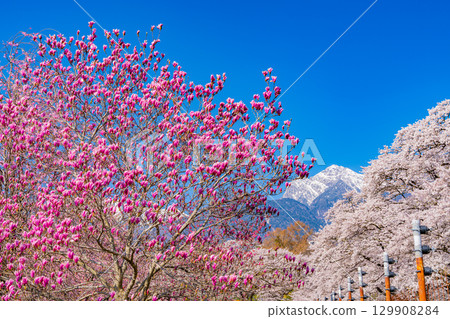 【山梨縣】以南阿爾卑斯山為背景的真原紫玉蘭和櫻花 129908284