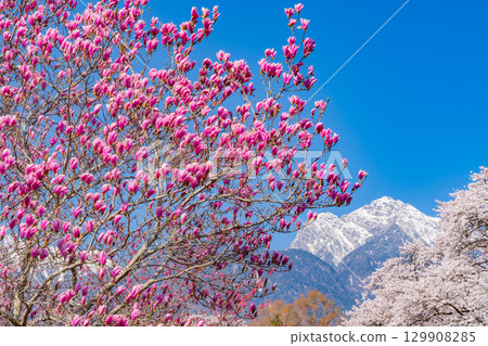 【山梨縣】以南阿爾卑斯山為背景的真原紫玉蘭和櫻花 【山梨縣】以南阿爾卑斯山為背景的真原紫玉蘭和櫻花 129908285