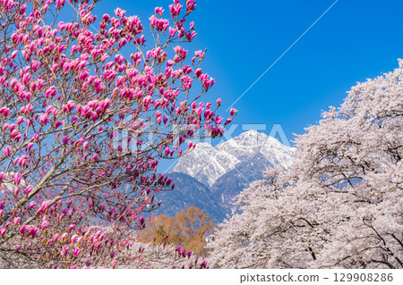 [Yamanashi Prefecture] Purple magnolias and cherry blossoms in Sanehara with the Southern Alps in the background 129908286