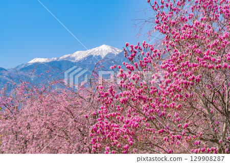 【山梨縣】以南阿爾卑斯山為背景的真原紫玉蘭和櫻花 129908287