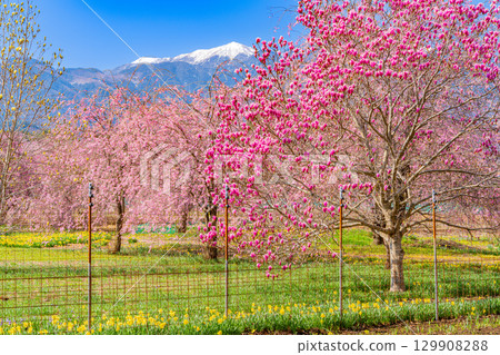 【山梨縣】以南阿爾卑斯山為背景的真原紫玉蘭和櫻花 129908288
