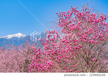 【山梨縣】以南阿爾卑斯山為背景的真原紫玉蘭和櫻花 129908289