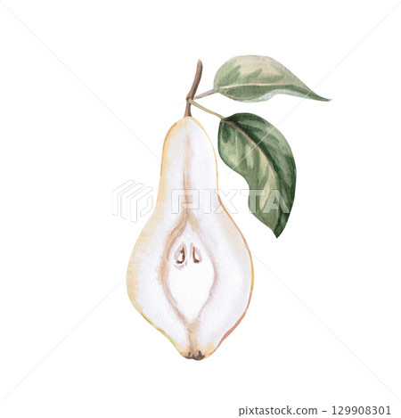 Pear in section with leaves. Isolated watercolor illustration of fruit for design of packages of juices, purees, baby food, jam, compotes, printing on posters and clothes. 129908301